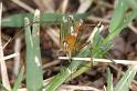 Oxyopes_quadrifasciatus_D4110_Z_90_Alexandra hills Brisbane_Australie